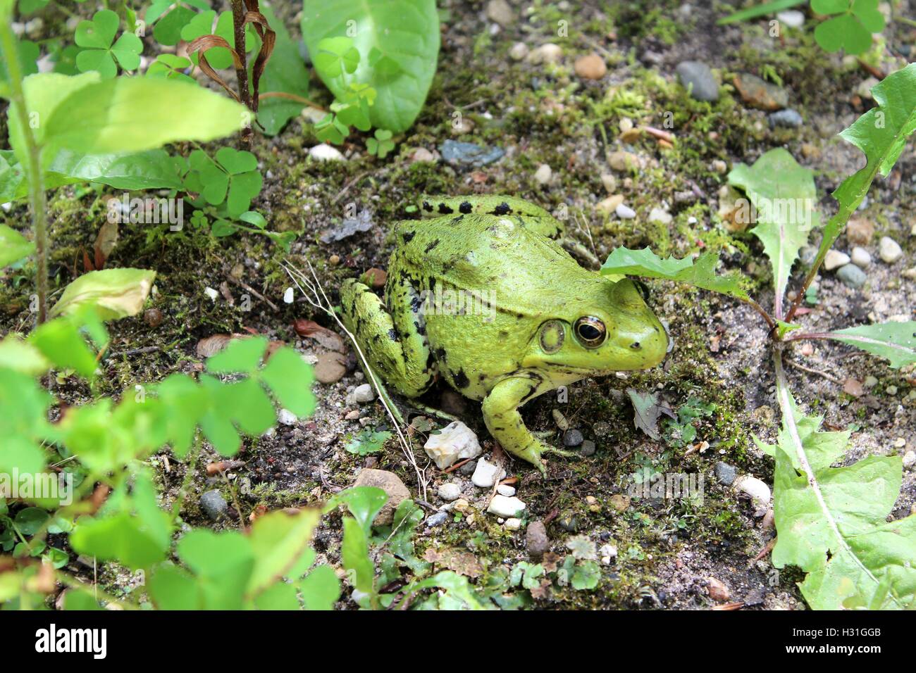 Neon Green Frog Stockfoto