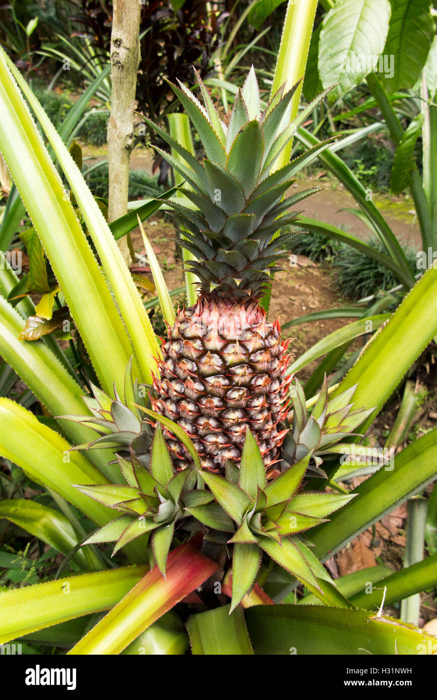 Indonesien, Bali, Lovina, Anturan Dorf, Ananas wachsen im Garten Stockfoto