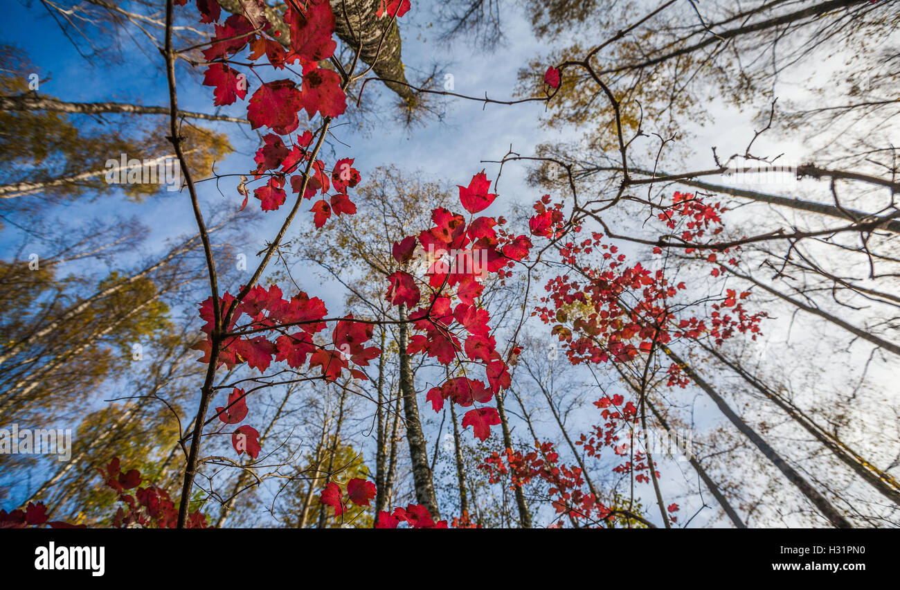 Herbstfarben im Wald Stockfoto