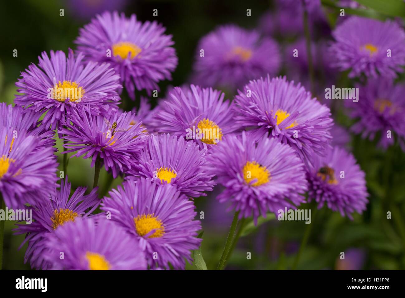 Lila Blumen Stockfoto