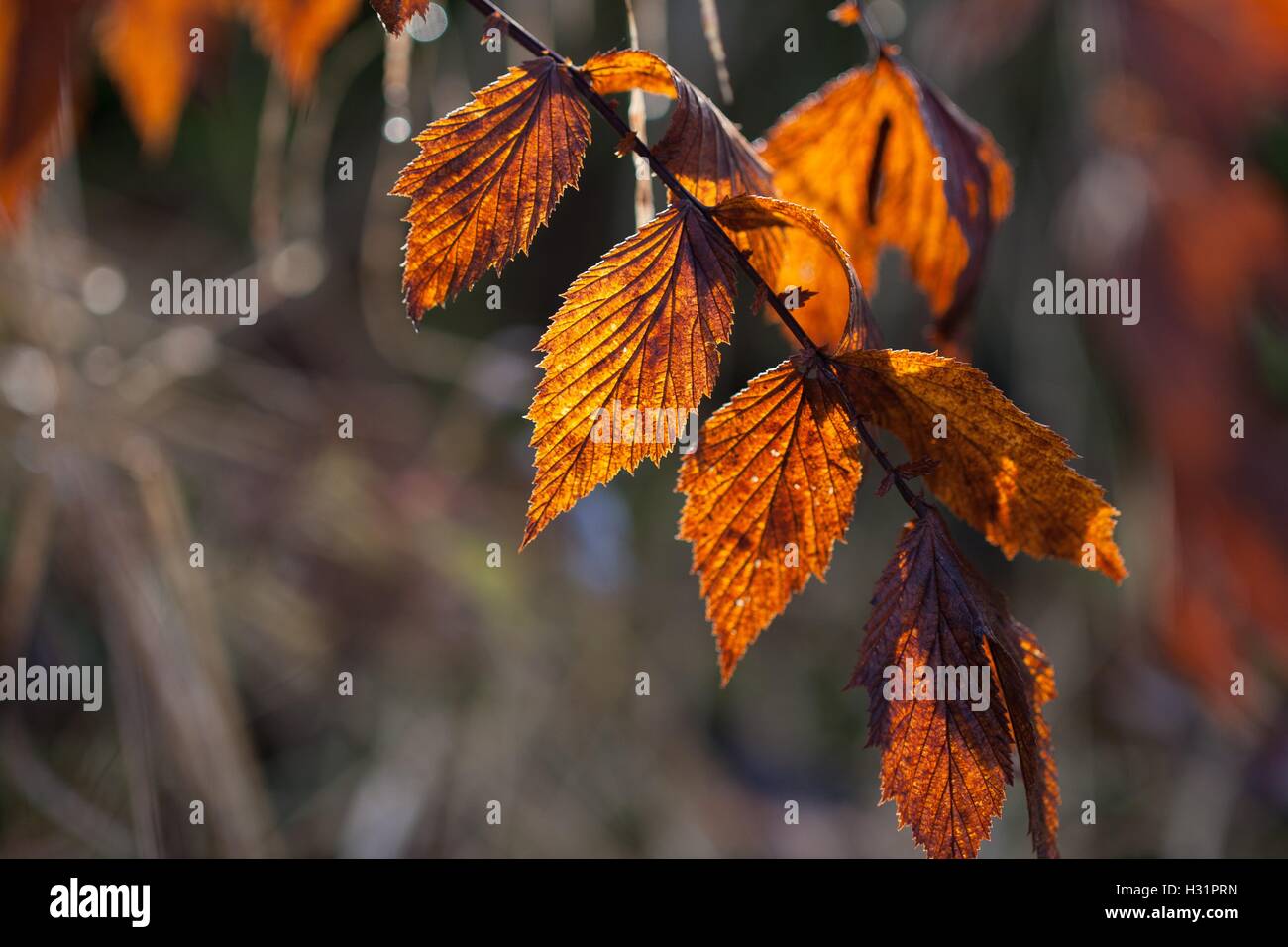 Herbstliches Laub im Gegenlicht Stockfoto