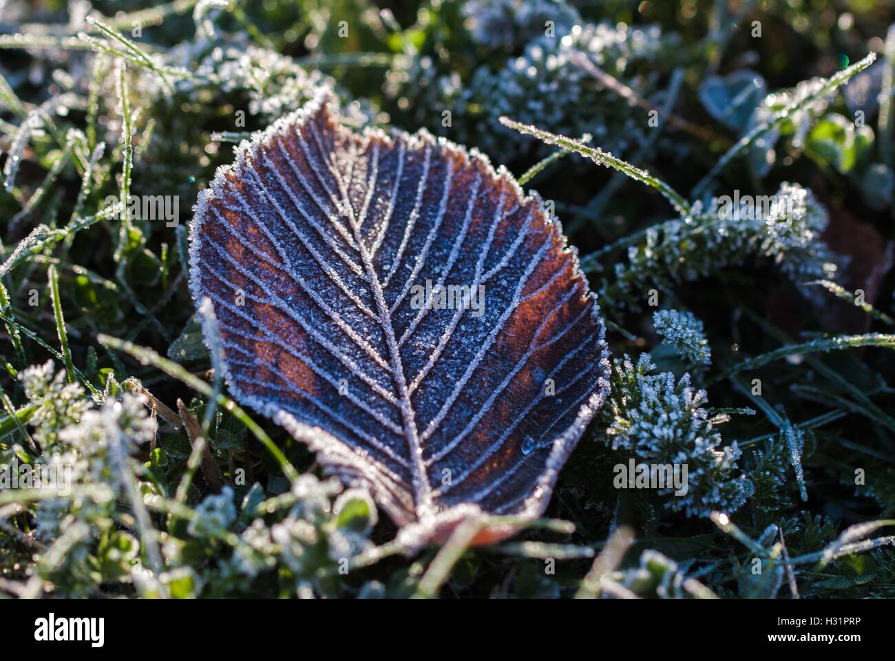 Frost im Herbst Blatt Stockfoto