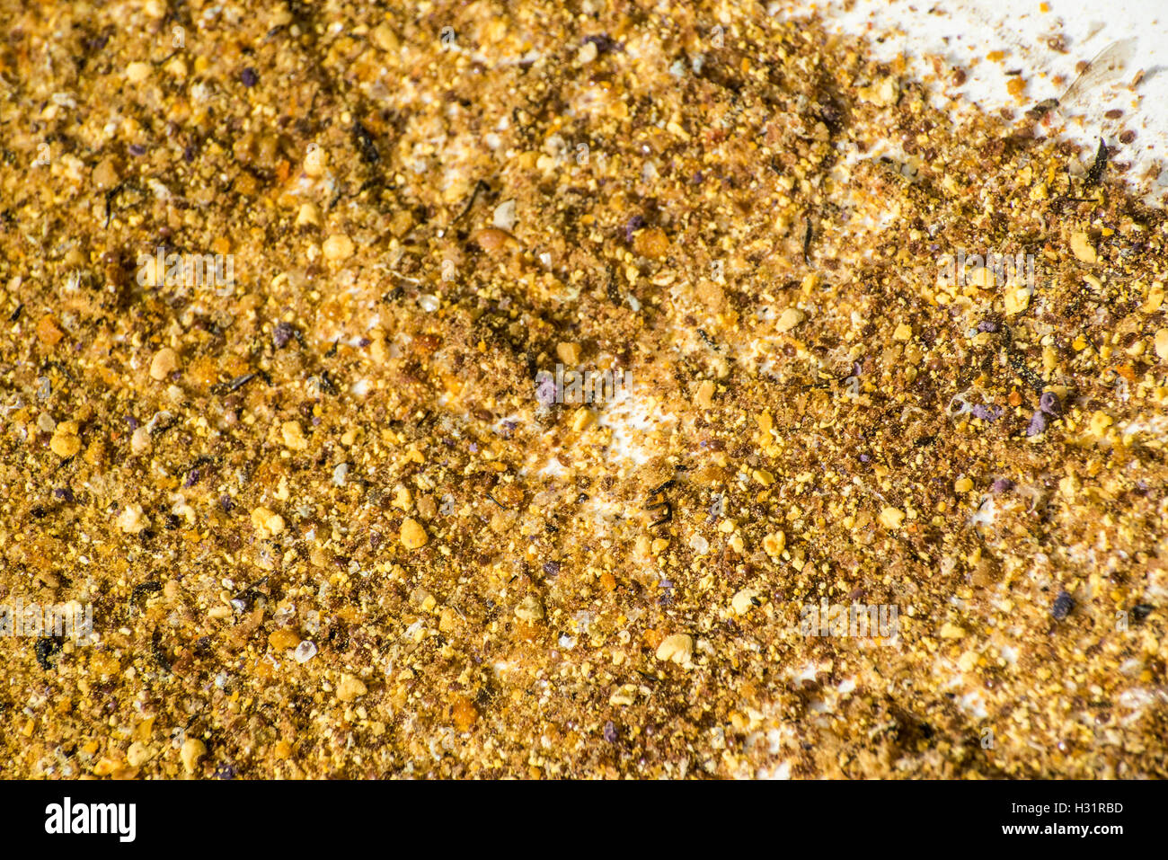 Honig Biene Bienenstock Rückstände vermischt mit Pollen und Tote Varroa acarid Stockfoto