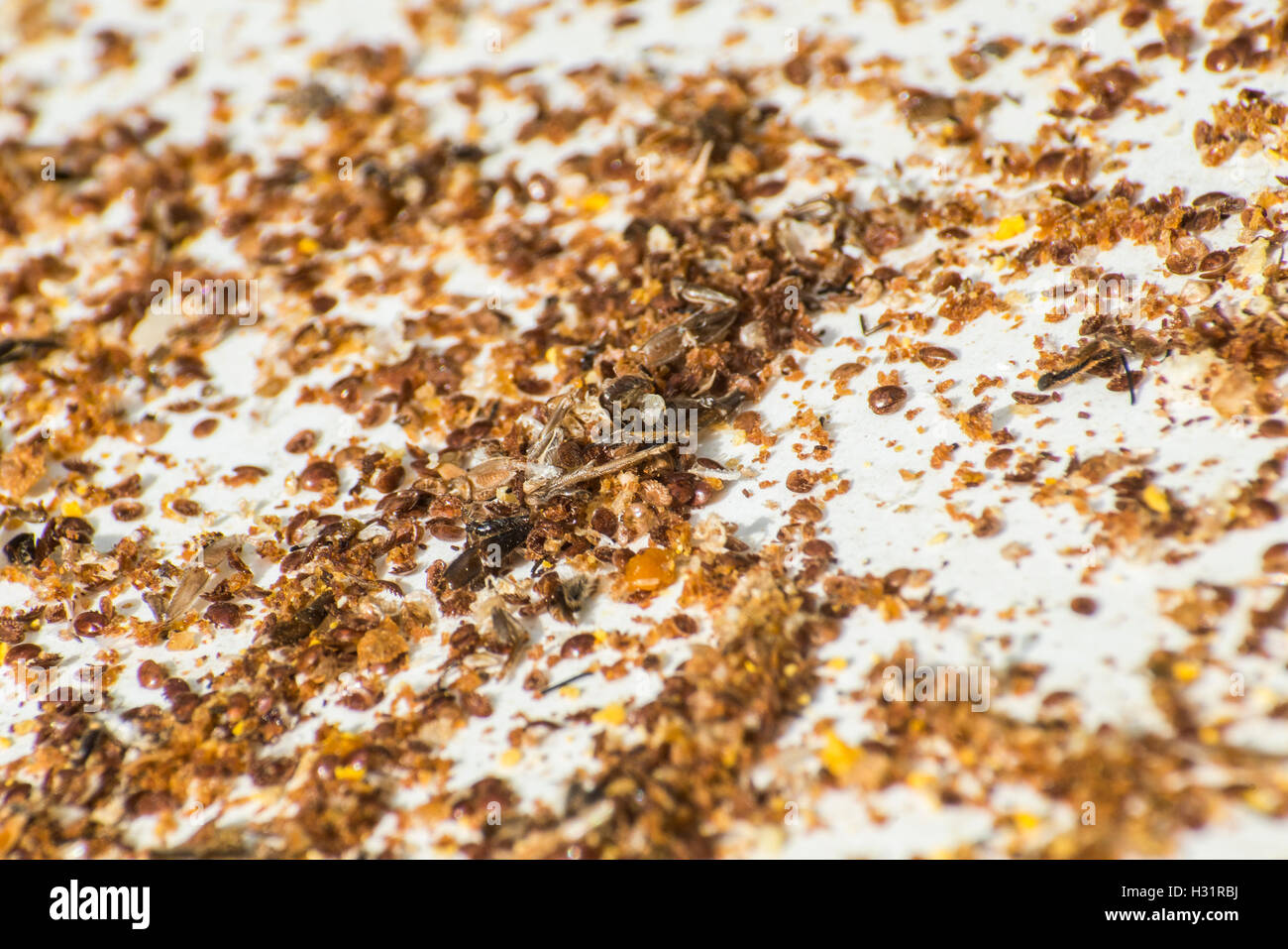 Honig Biene Bienenstock Rückstände vermischt mit Pollen und Tote Varroa acarid Stockfoto