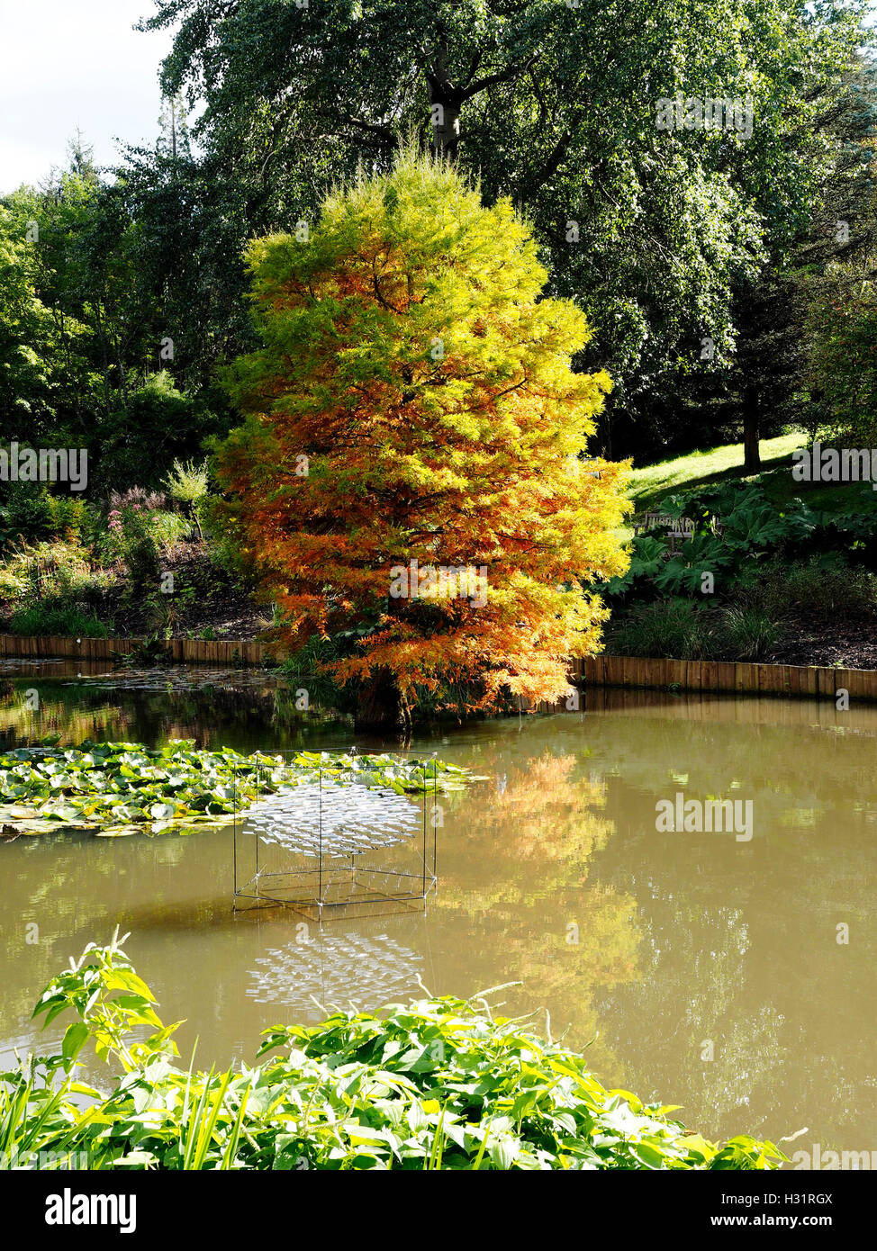 Der Teich bei Sir Harold Hilllier Gardens mit einem Sumpf-Zypresse (Taxodium Distichum) entwickeln Herbstfärbung. Stockfoto