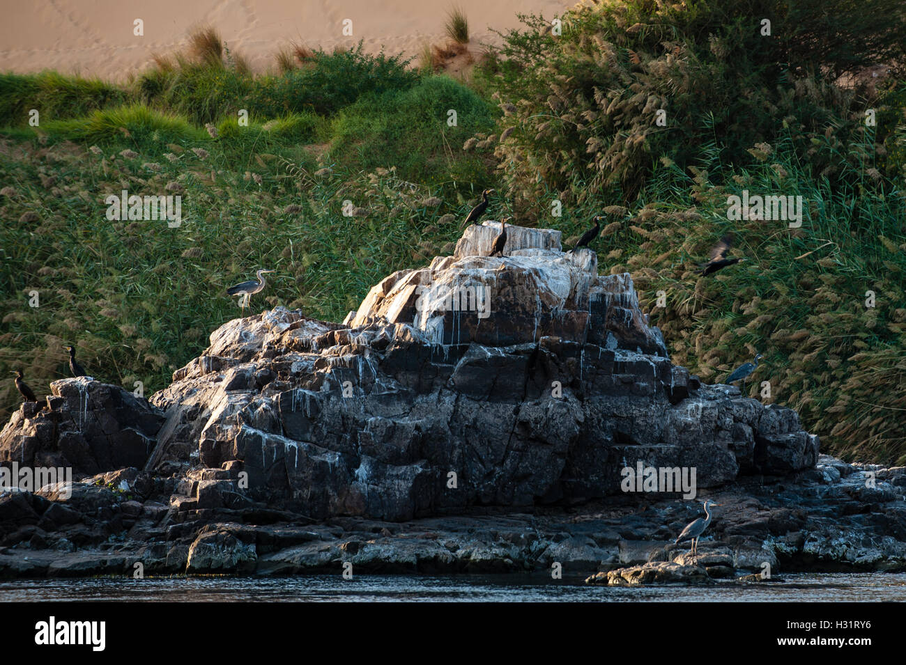 Ägypten. Assuan steht am Ostufer des Nils. Kormorane. Stockfoto