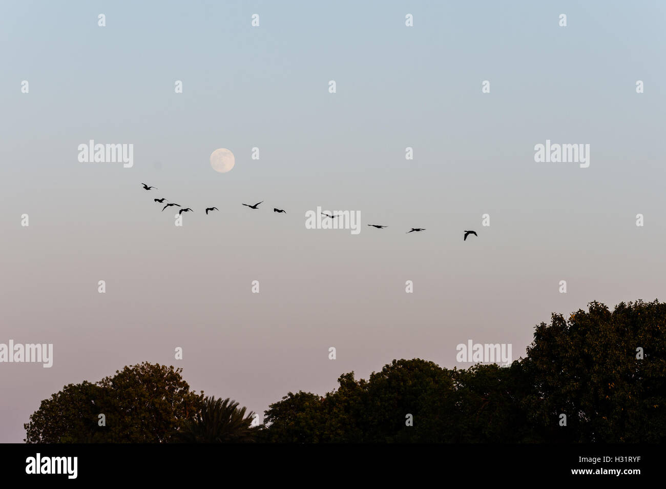 Ägypten. Assuan steht am Ostufer des Nils. Vögel gegen den Mond. Stockfoto