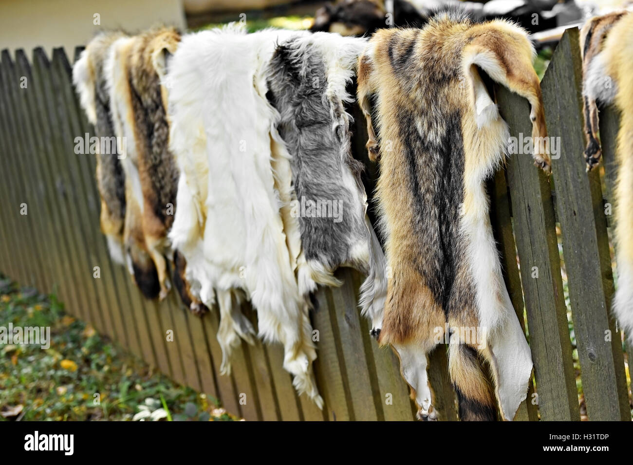 Fox und Ziege Fell für Kleidung auf einem hölzernen Zaun ausgesetzt Stockfoto