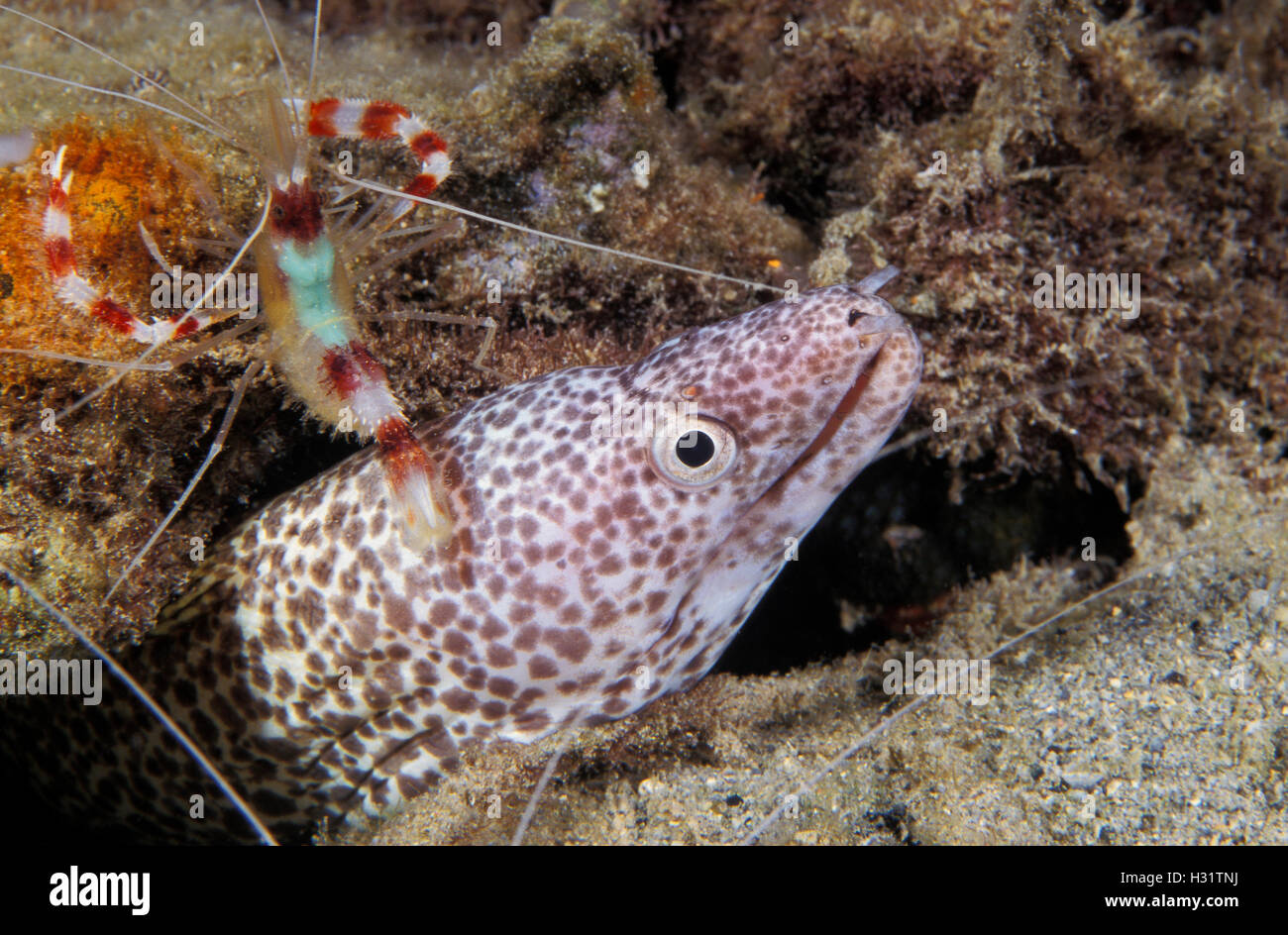 Banded Coral Garnelen (Stenopus Hispidus), Putzergarnelen, kümmert sich um ein Spotted Muräne (Gymnothorax Moringa). Karibische Meer. Stockfoto