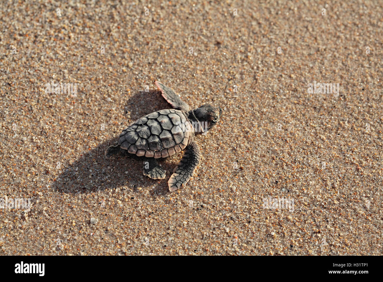 pk70091-D. Unechte Sea Turtle (Caretta Caretta) Jungtier scampering Strand hinunter zum Wasser. Florida, USA. Foto Copyright © BH Stockfoto