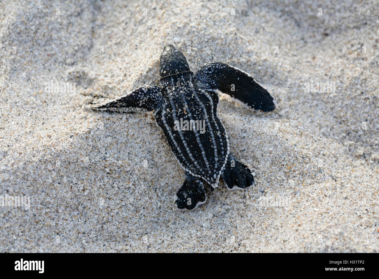 Leatherback Sea Turtle Jungtier (Dermochelys Coriacea) ist nur aus Nest hervorgegangen und bewegt sich unten am Strand in Richtung des Wassers Stockfoto