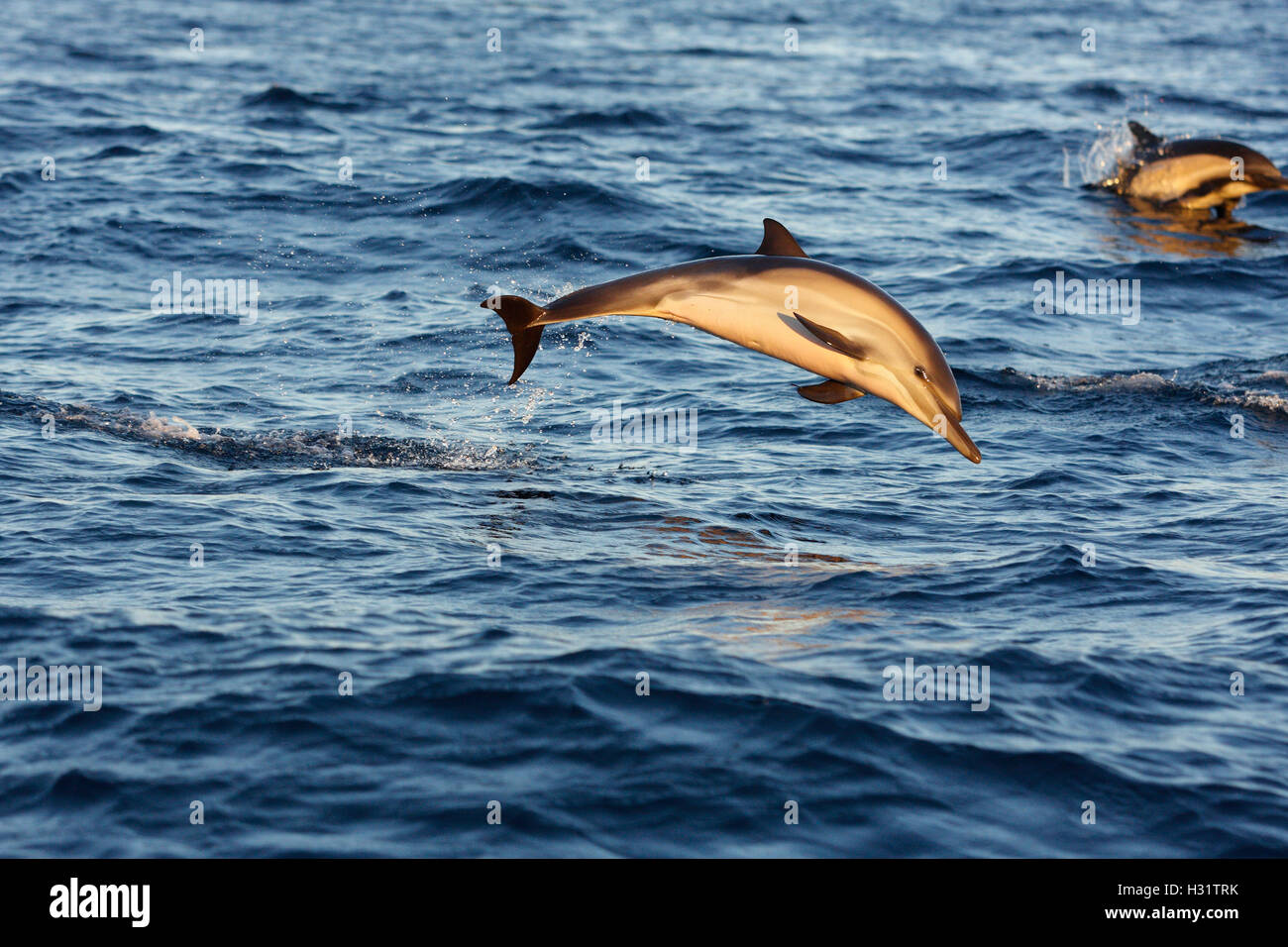 Kurzer Schnabel Gemeiner Delfin Delphin (Delphinus Delphis) gemeinsamen springen, auch genannt werden. Möglicherweise langem Schnabel Gemeiner Delfin (Delph Stockfoto