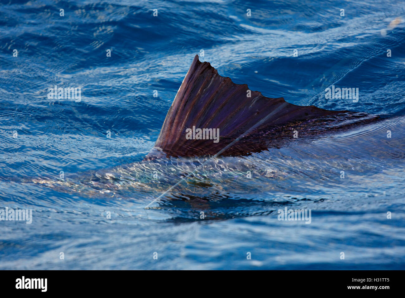 Atlantische Fächerfisch (Istiophorus Albicans) auf der Linie, von glücklichen Fischer gefangen. Foto Copyright © Brandon Cole. Alle Rechte rese Stockfoto