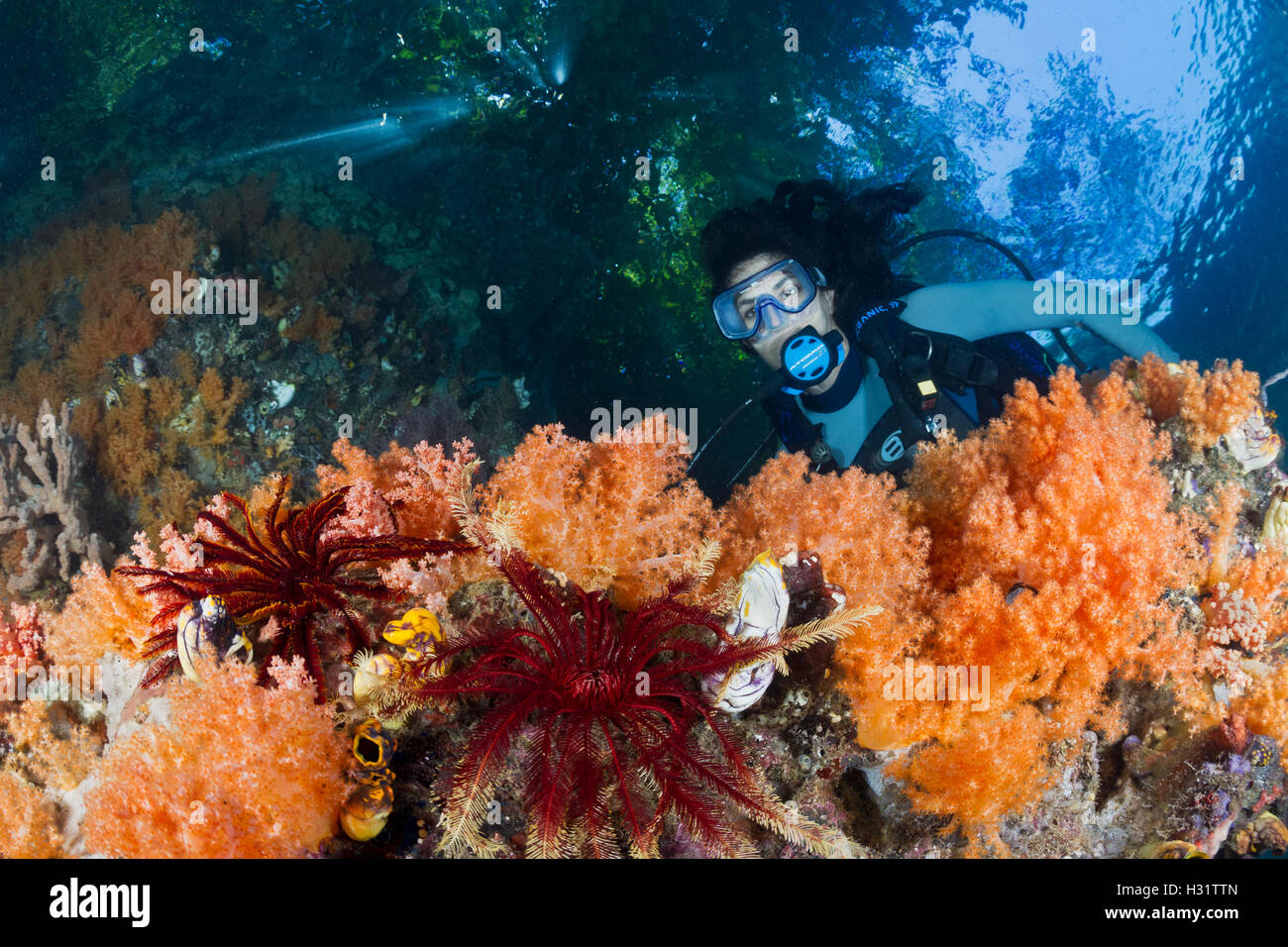 Scuba Diver (Modell freigegeben) bewundert Weichkorallen (Dendronephthya SP.) im aktuellen gefegt Durchgang. tropischen Indo-Pazifischen Ozean. PH Stockfoto