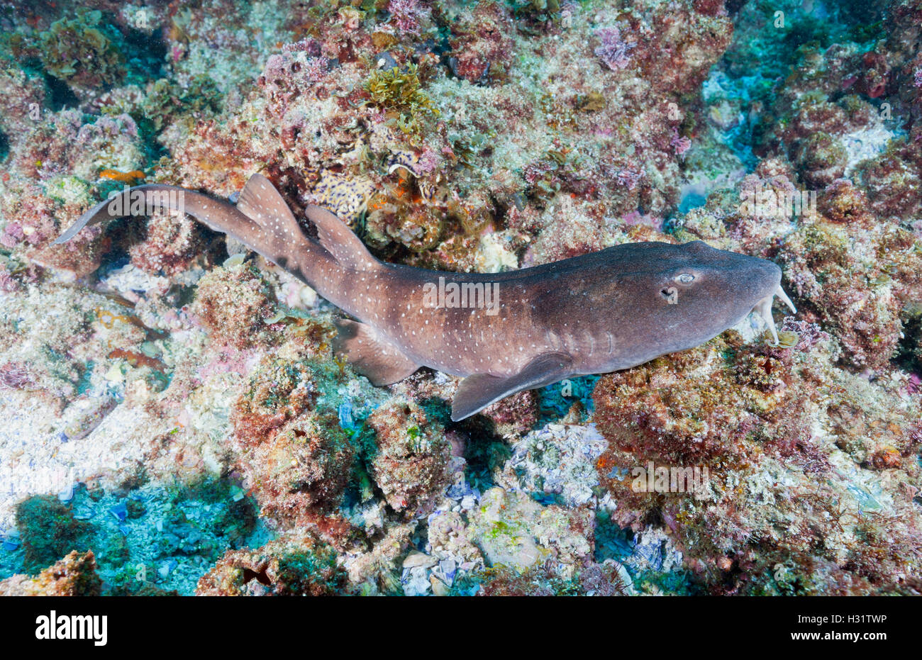 QZ0052-D. Blinde Hai (Brachaelurus Waddi), harmlose Hai durchschnittlich 2 Fuß lang, in Ost-Australien endemisch. So genannt, weil Stockfoto