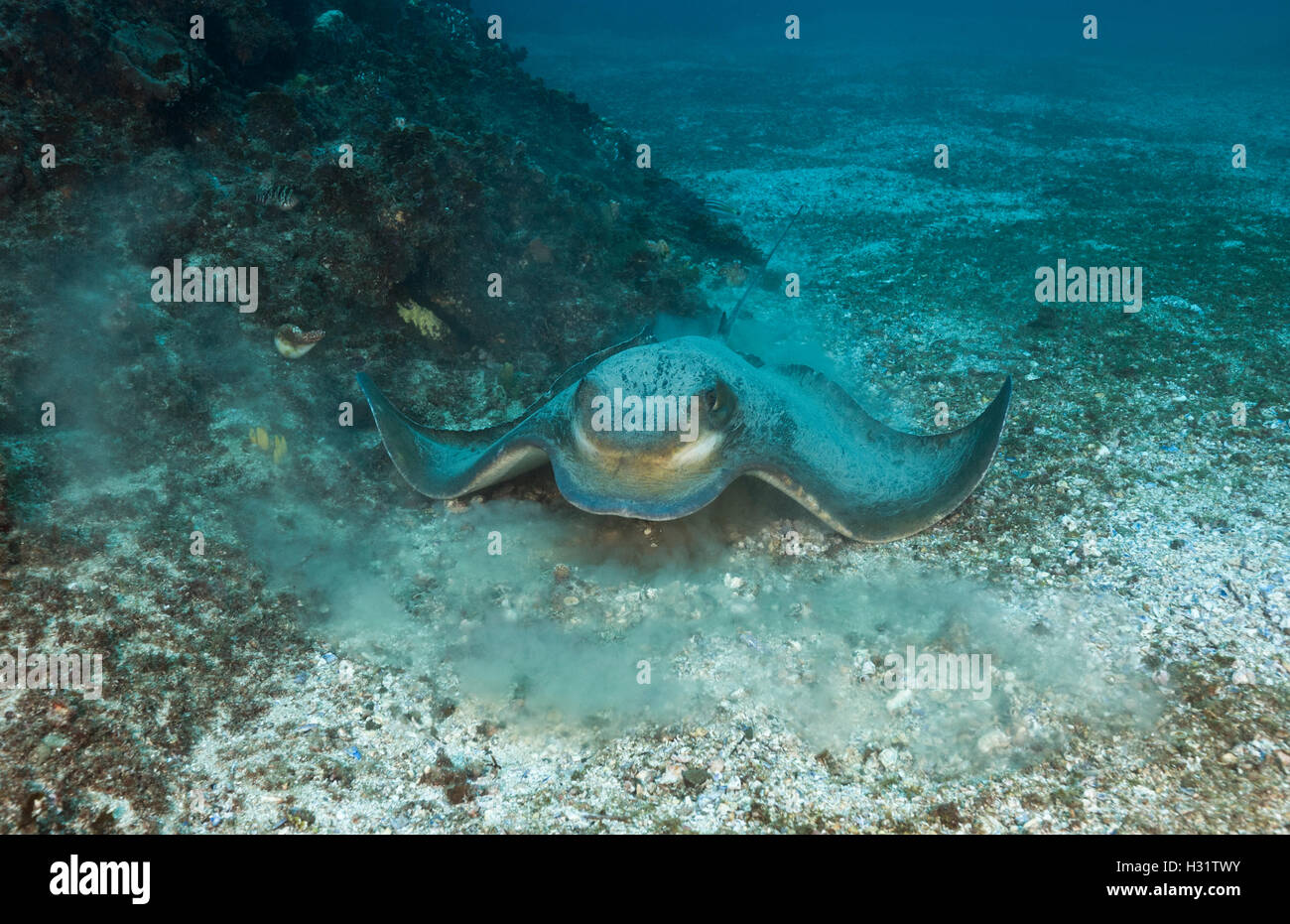 QZ0065-D. Australische Bull Ray (Myliobatis Australis), auch genannt Southern Eagle Ray. 1 m breit, ernährt sich von Krebsen, Muscheln, Stockfoto