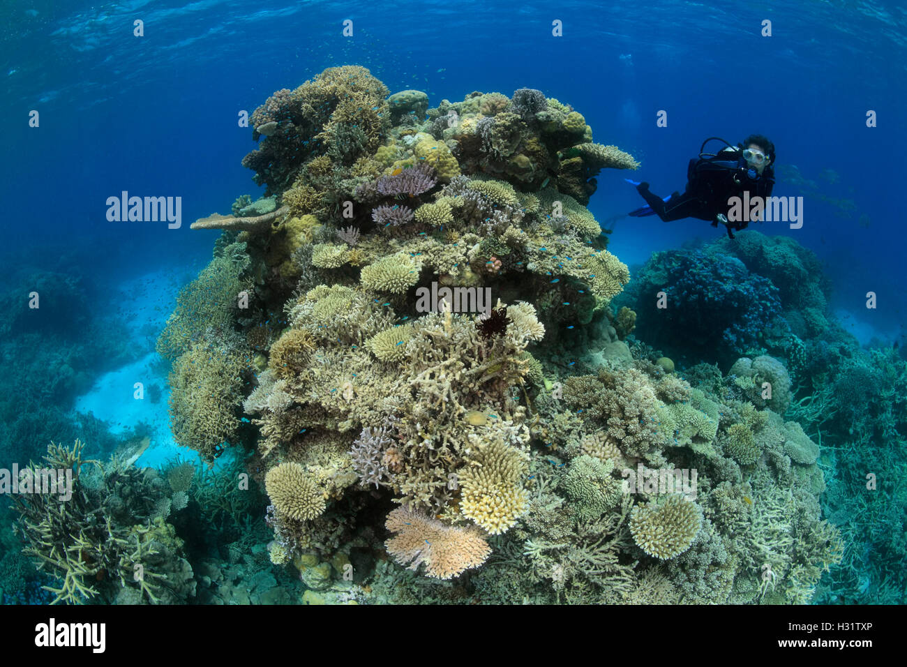 QZ0675-D. Taucher schwimmt herum Korallen Pinnacle nenne Australier "Bommie". Australien, Great Barrier Reef, Pacific Ocea Stockfoto