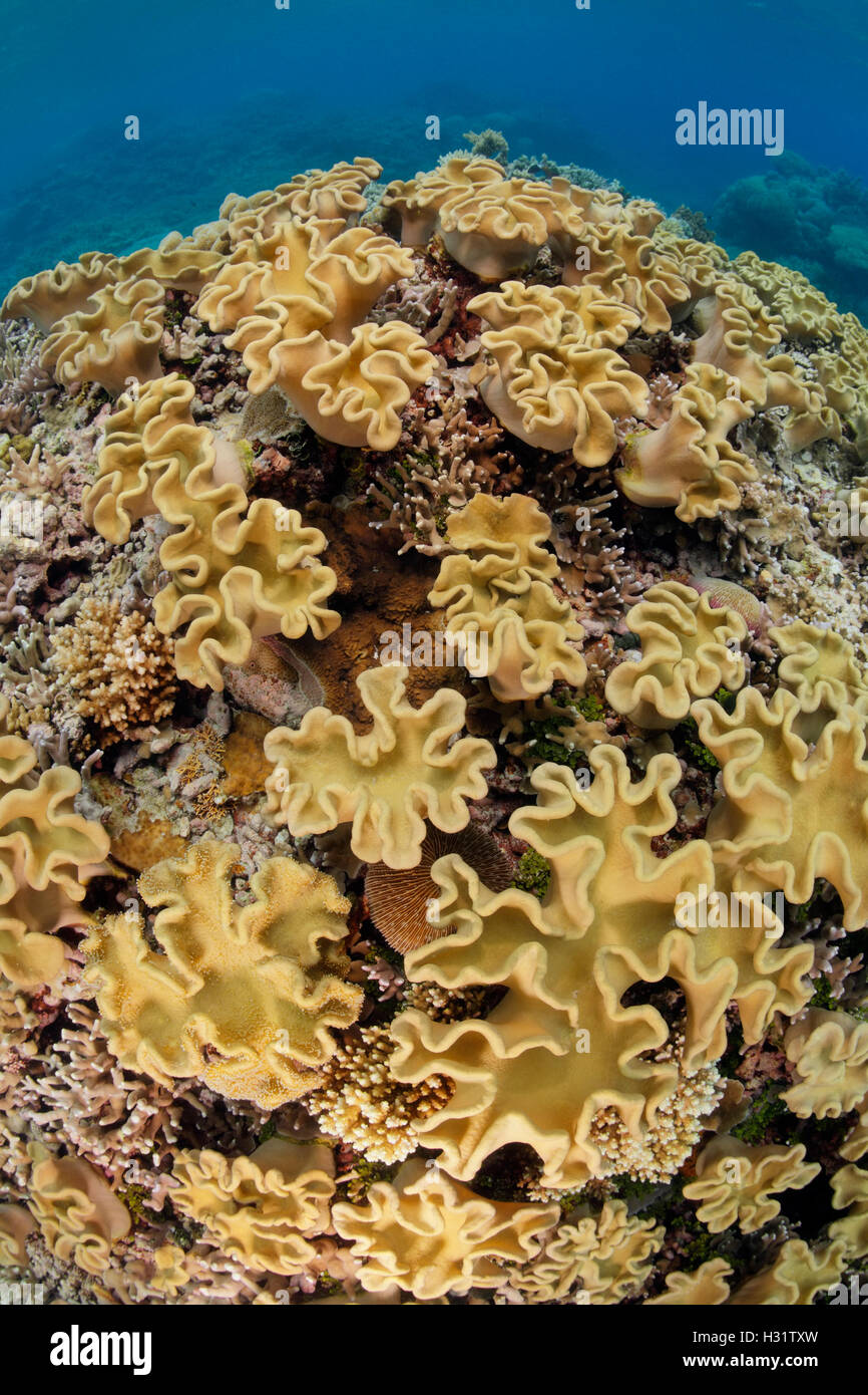 QZ0735-D. Pilz Lederkorallen (Sarcophyton sp.). Australien, Great Barrier Reef und Pazifischen Ozean. Foto Copyright © Brandon Col Stockfoto