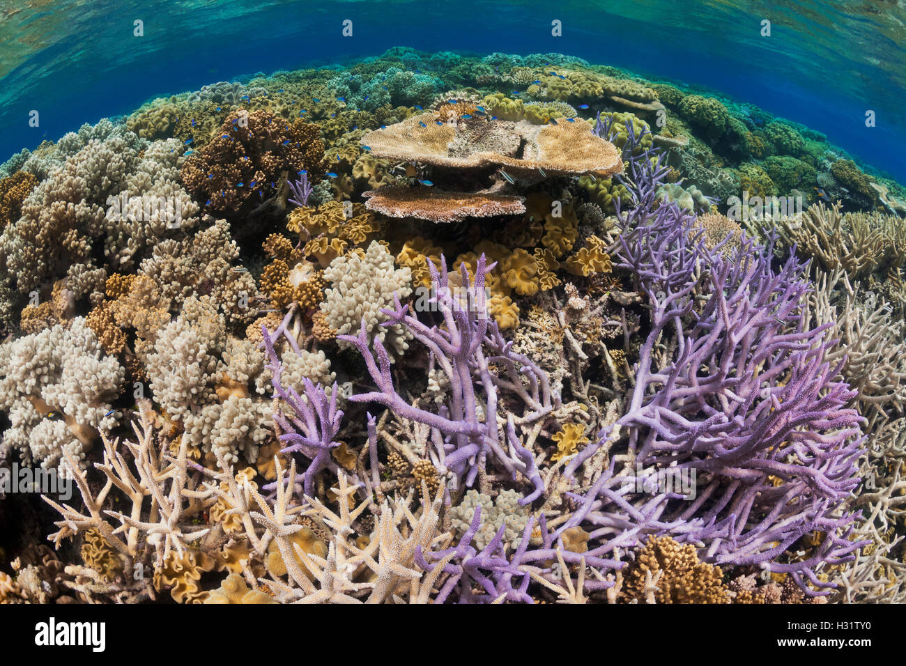 QZ0756-D. hart- und Weichkorallen an einem gesunden Korallenriff Great Barrier Reef Marine Park. Australien, Great Barrier Reef, Pac Stockfoto