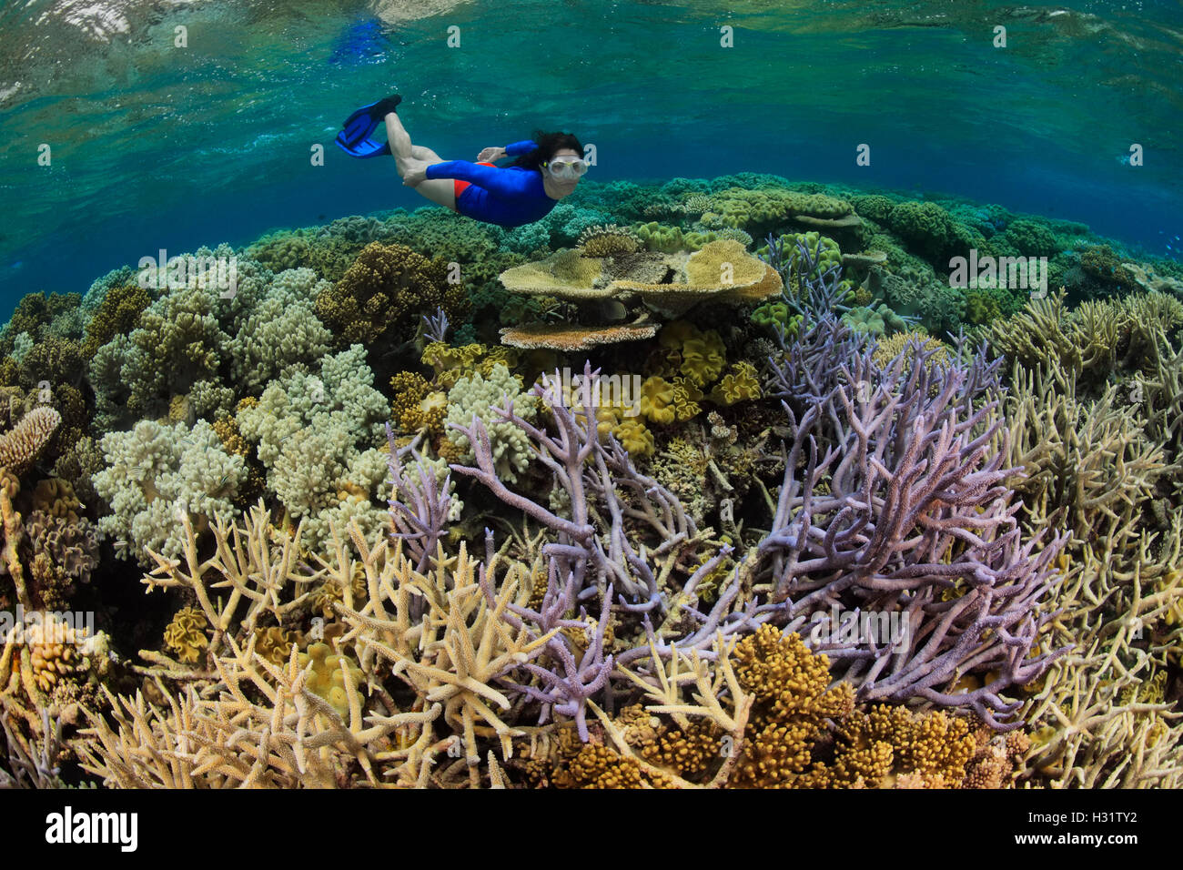 QZ0765-D. Frau (Modell freigegeben) Schnorchel über hart- und Weichkorallen an einem gesunden Korallenriff in der Great Barrier Reef Marine Par Stockfoto