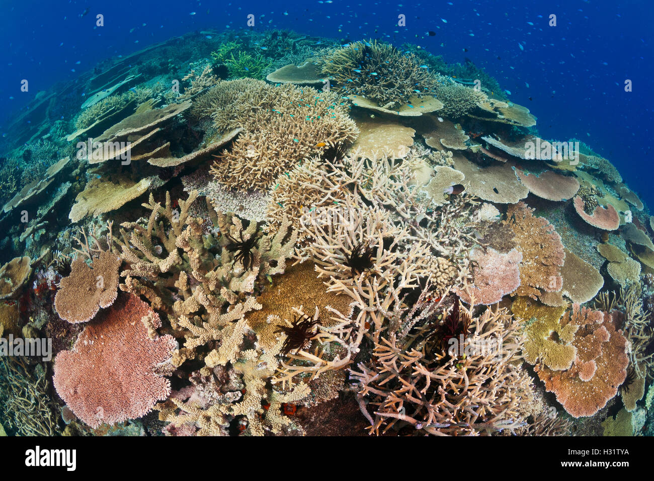 QZ0828-D. Gesunden Korallenriff mit beeindruckenden harten Korallen Artenvielfalt und Abdeckung. Australien, Great Barrier Reef, Pacific O Stockfoto