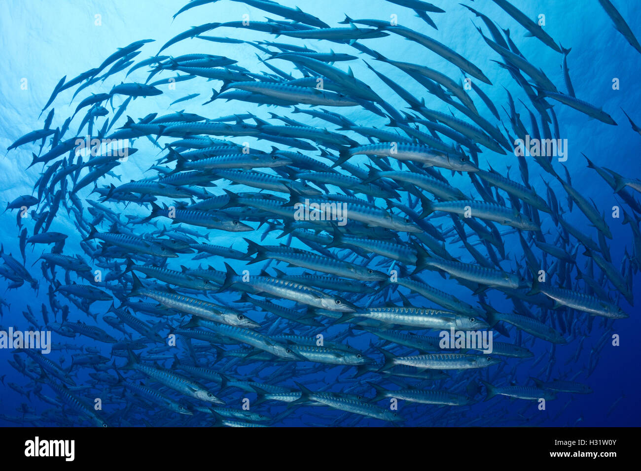 QZ40387-D. Chevron Barrakudas (größten Qenie). Australien, Great Barrier Reef und Pazifischen Ozean. Foto Copyright © Brandon Cole. Al Stockfoto