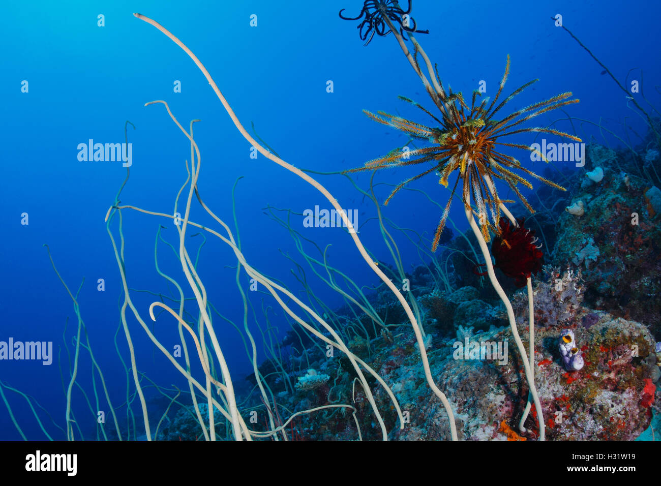 QZ40792-D. Meer-Peitsche Korallen (Junceella SP.), mit Seelilien (Familie Crinoidea) befestigt. Australien, Great Barrier Reef, Pacific Oc Stockfoto