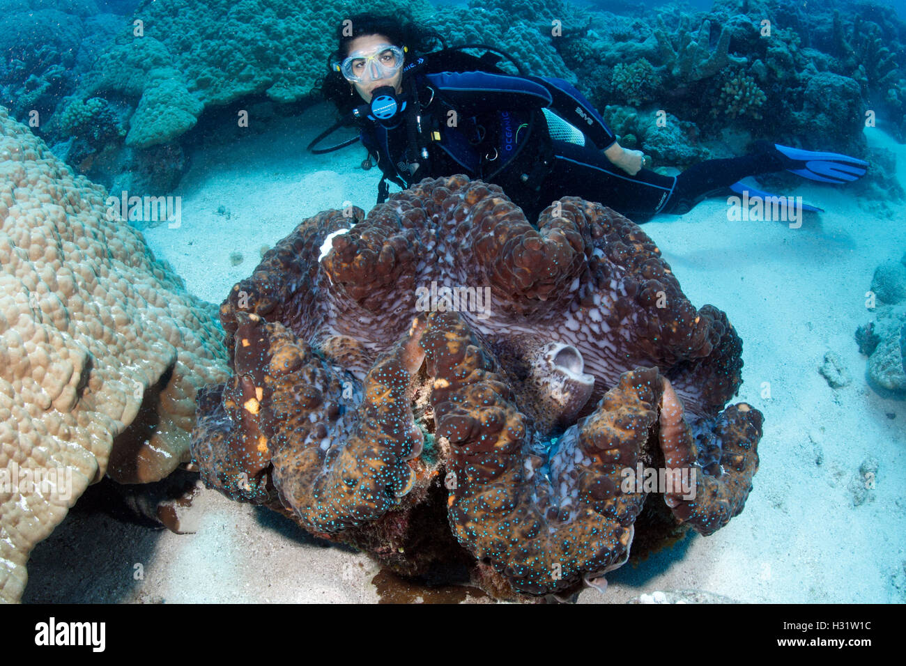 QZ40885-D. Riesenmuschel (Tridacna Gigas), 1 meter breit, mit Scuba Diver (Modell freigegeben) als Maßstab. Great Barrier Reef, Australien Stockfoto