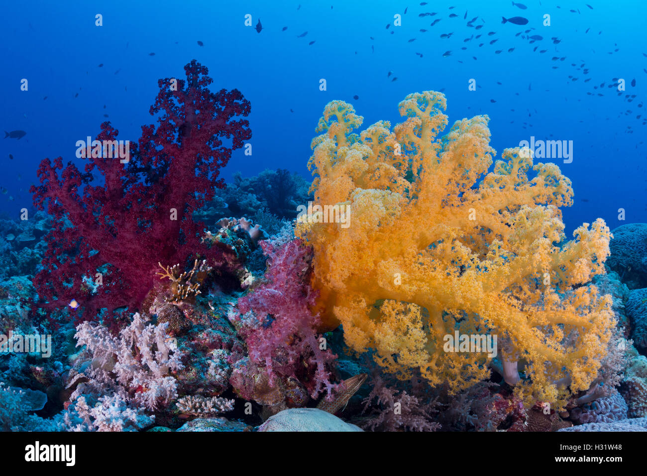 QZ52514-D. bunte Weichkorallen (Dendronephthya SP.) aufgeblasen, um in der aktuellen zu ernähren. Great Barrier Reef, Australien, Pazifik Oce Stockfoto