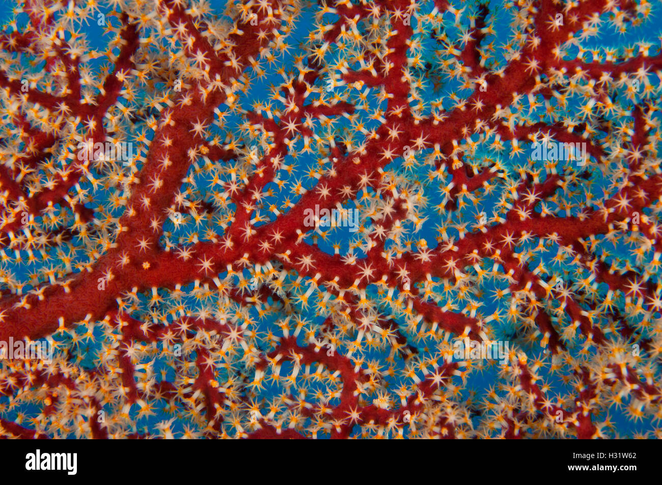 QZ73052-D. Nahaufnahme Detail Fütterung Polypen von Weichkorallen (Siphonogorgia sp.). Australien, Great Barrier Reef und Pazifischen Ozean. PH Stockfoto