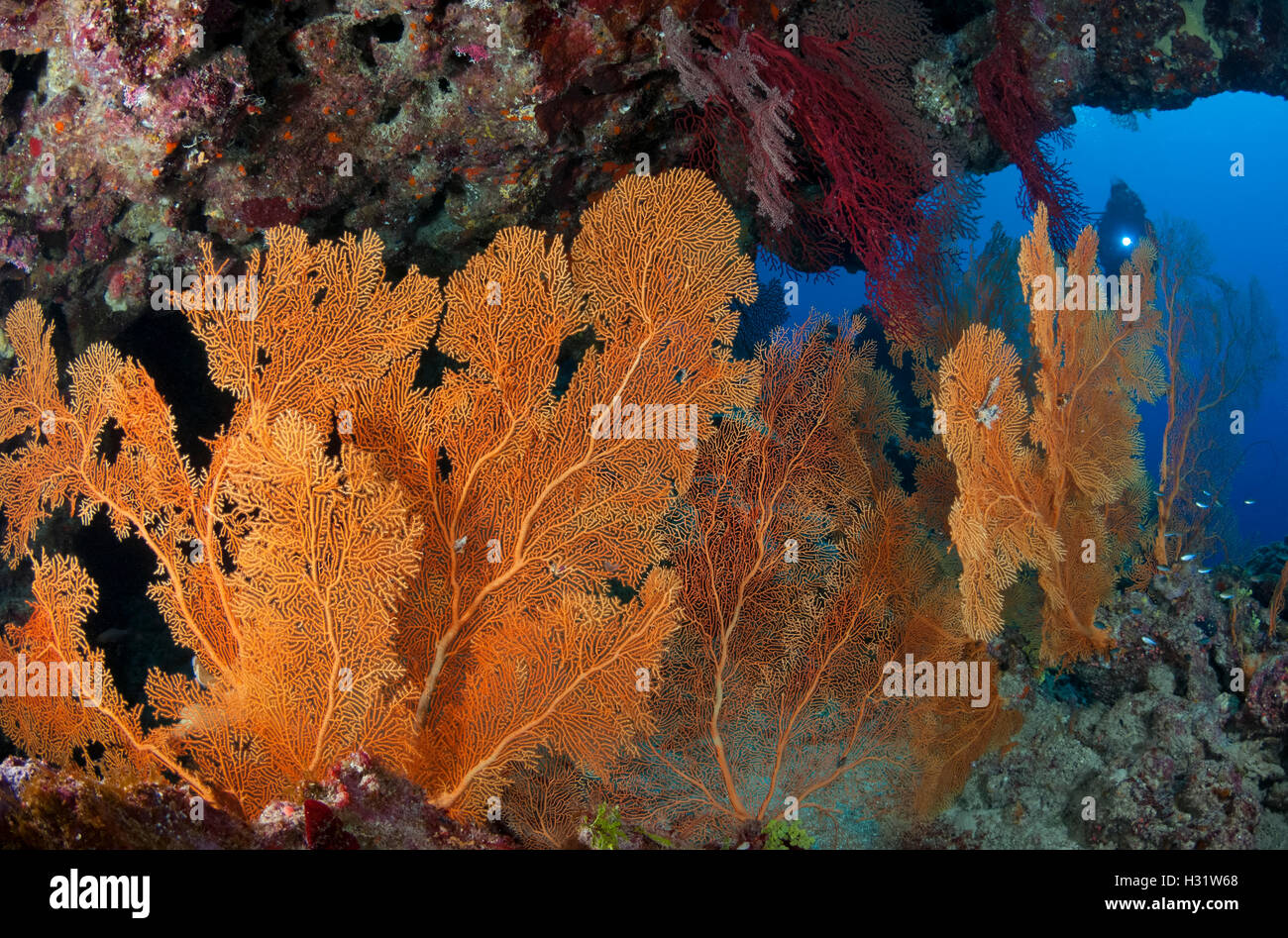 QZ73295-D. Scuba Diver (Modell freigegeben) hinter Gorgonien (Subergorgia Mollis) wächst unter Riff Sims. Australien, Great Barrier Stockfoto