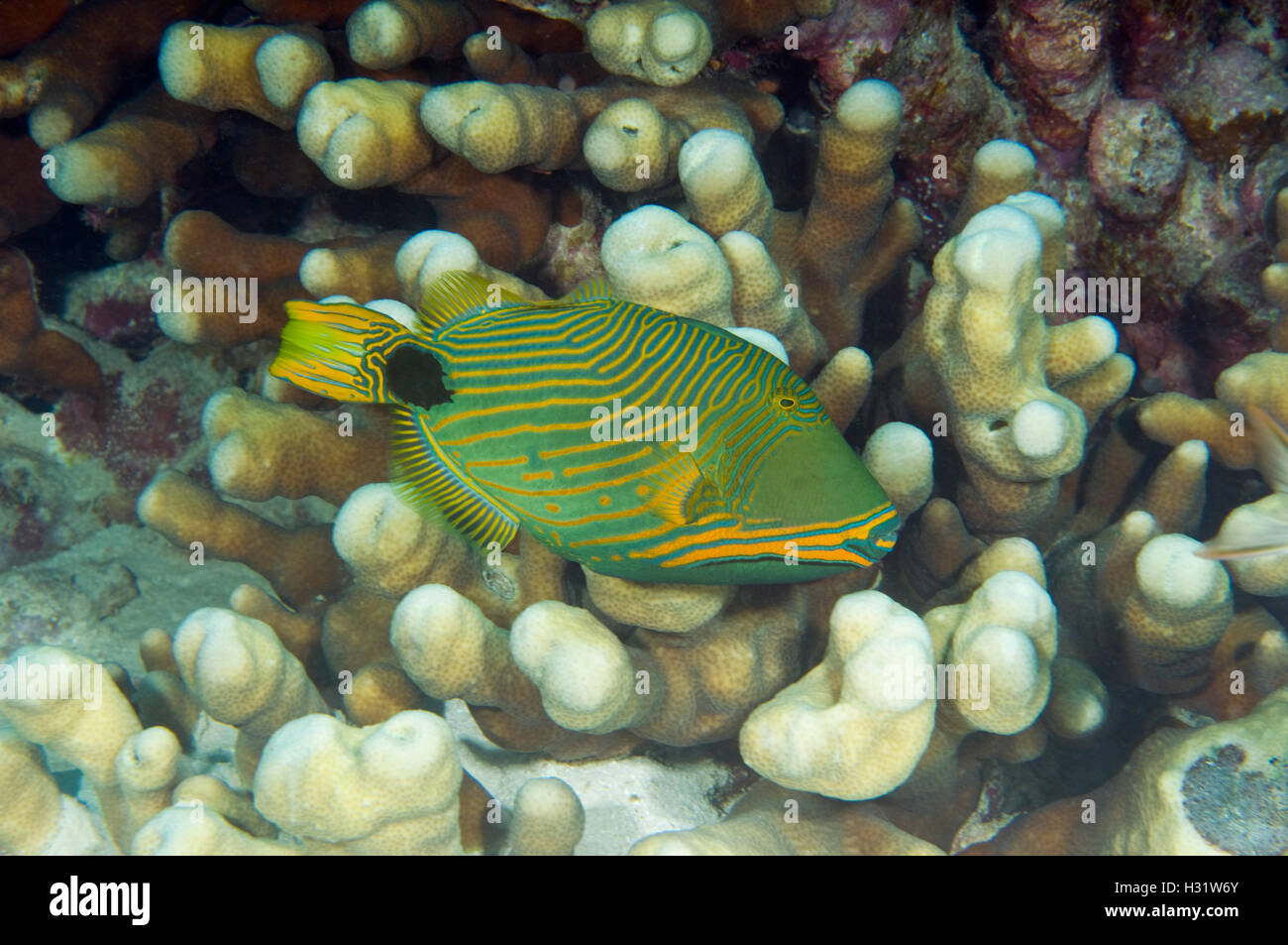 QX73669-D. Orange-Lined Drückerfisch (Balistapus Undulatus). Australien, Great Barrier Reef und Pazifischen Ozean. Foto Copyright © Bran Stockfoto