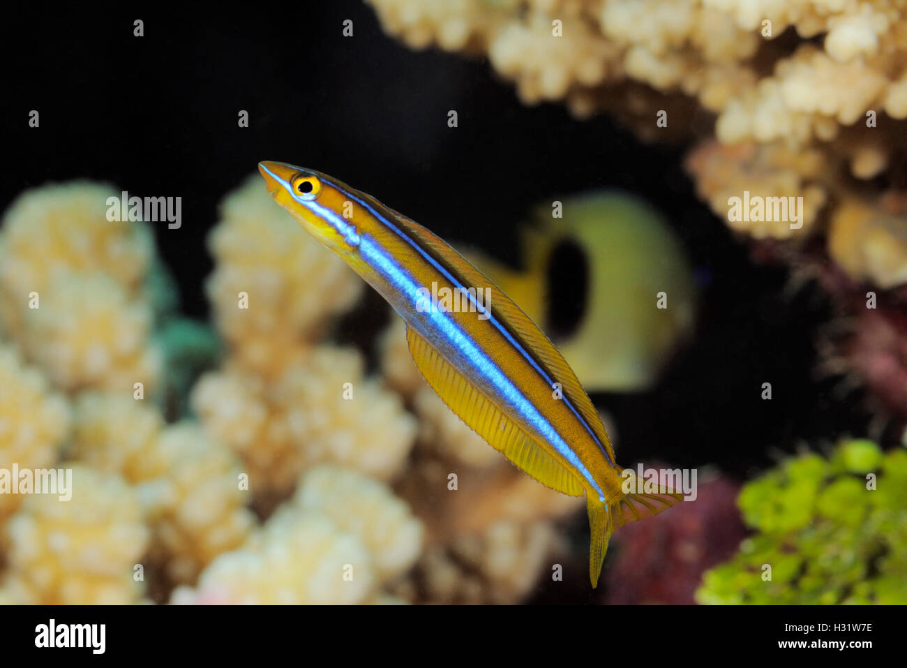 QZ73458-D. Redbreasted Lippfisch (Cheilinus Fasciatus), bis 35 cm. Australien. Vertrieb: Tropischen Indo-West Pazifik. Foto Stockfoto