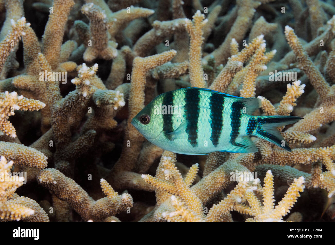 QZ74404-D. Scissortail Sergeant (Abudefduf Sexfasciatus). Australien, Great Barrier Reef und Pazifischen Ozean. Foto Copyright © Brando Stockfoto