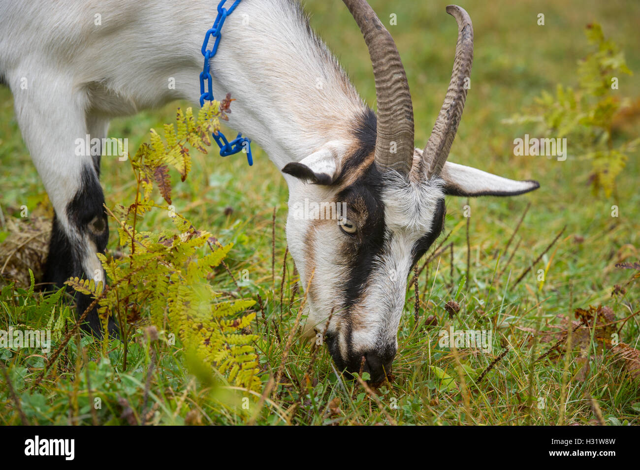Alpine Ziege (Capra Aegagrus Hircus) Weiden auf einem Milchviehbetrieb in Harrison, Maine. Stockfoto
