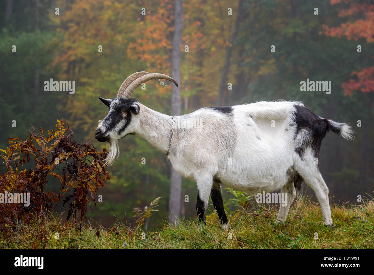 Alpine Ziege (Capra Aegagrus Hircus) auf einem Milchviehbetrieb in Harrison, Maine. Stockfoto