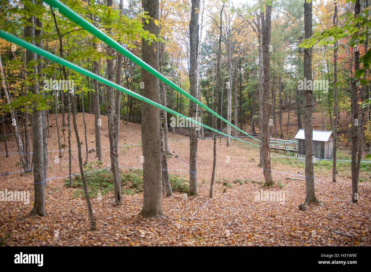 Hähne inmitten Ahornbäume mit Kunststoffschlauch, um Sap für Ahornsirup in Gorham, Maine zu sammeln. Stockfoto
