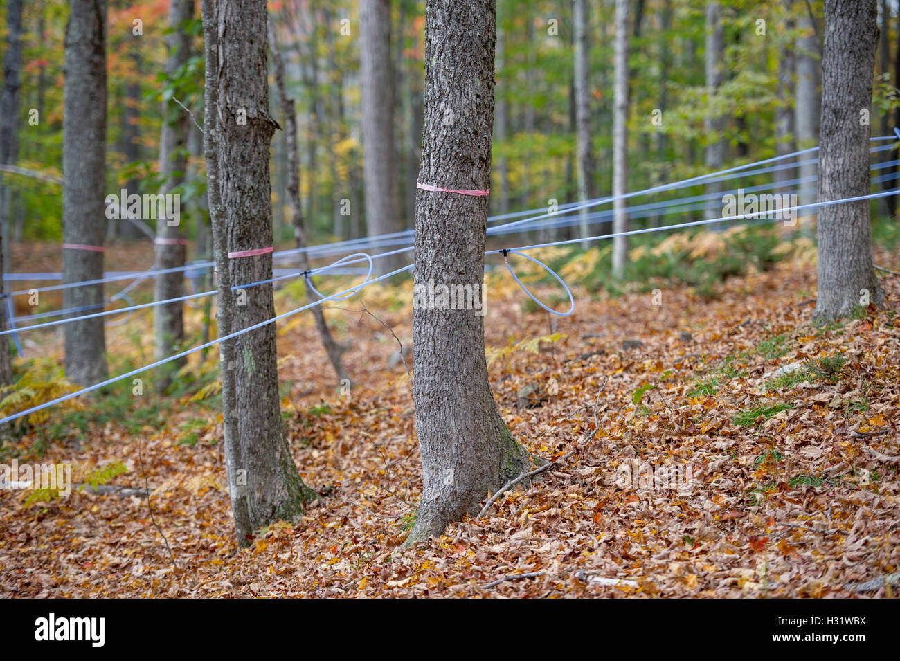 Hähne inmitten Ahornbäume mit Kunststoffschlauch, um Sap für Ahornsirup in Gorham, Maine zu sammeln. Stockfoto