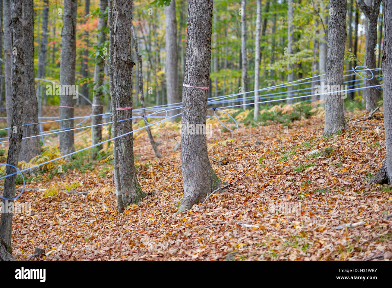 Hähne inmitten Ahornbäume mit Kunststoffschlauch, um Sap für Ahornsirup in Gorham, Maine zu sammeln. Stockfoto