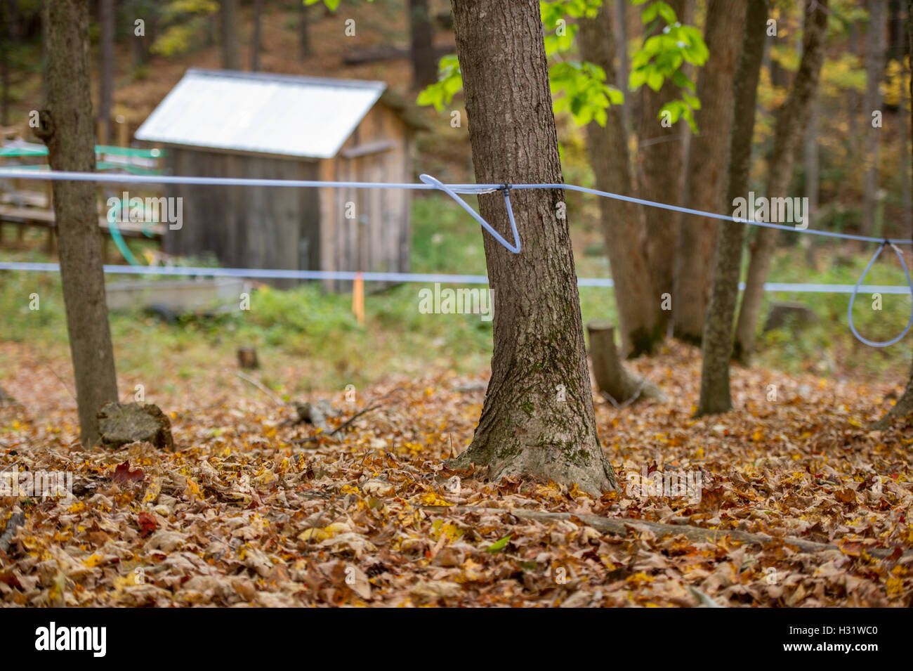 Hähne inmitten Ahornbäume mit Kunststoffschlauch, um Sap für Ahornsirup in Gorham, Maine zu sammeln. Stockfoto