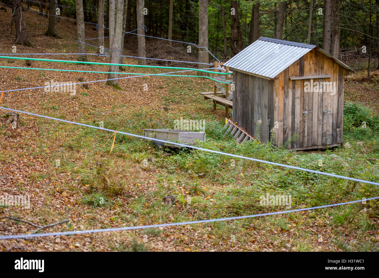 Hähne inmitten Ahornbäume mit Kunststoffschlauch, um Sap für Ahornsirup in Gorham, Maine zu sammeln. Stockfoto