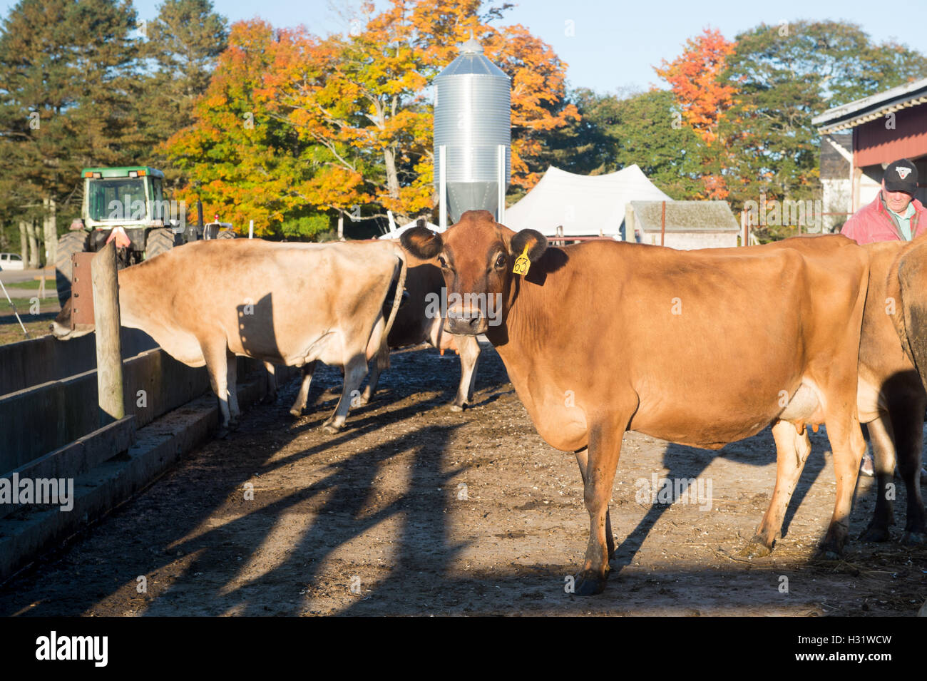 Milchvieh auf einer Farm ich Freeport, Maine Stockfoto