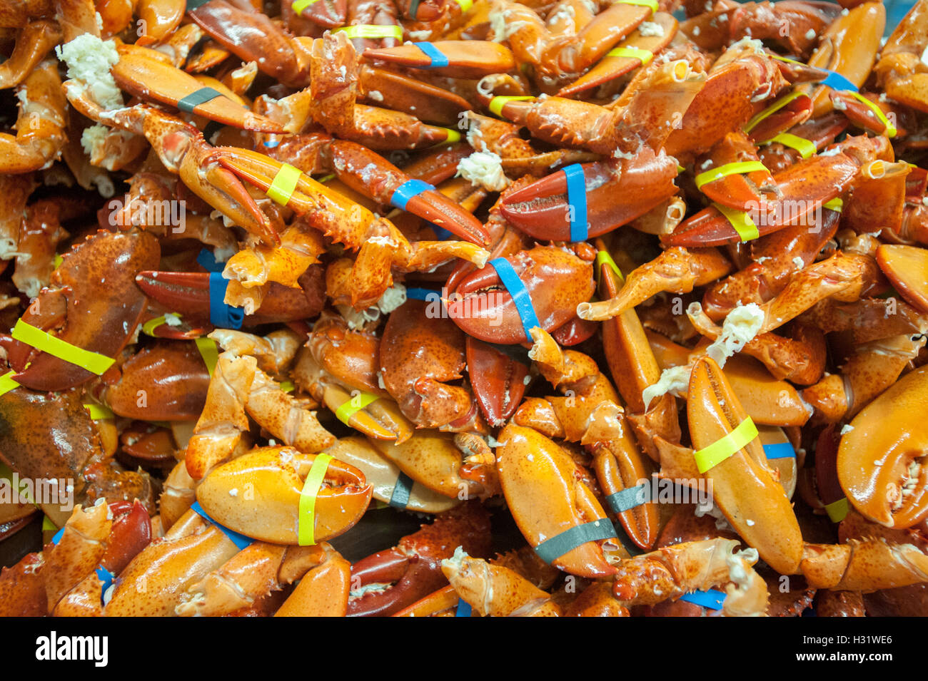 Haufen von Hummer Klauen in Saco, Maine. Stockfoto