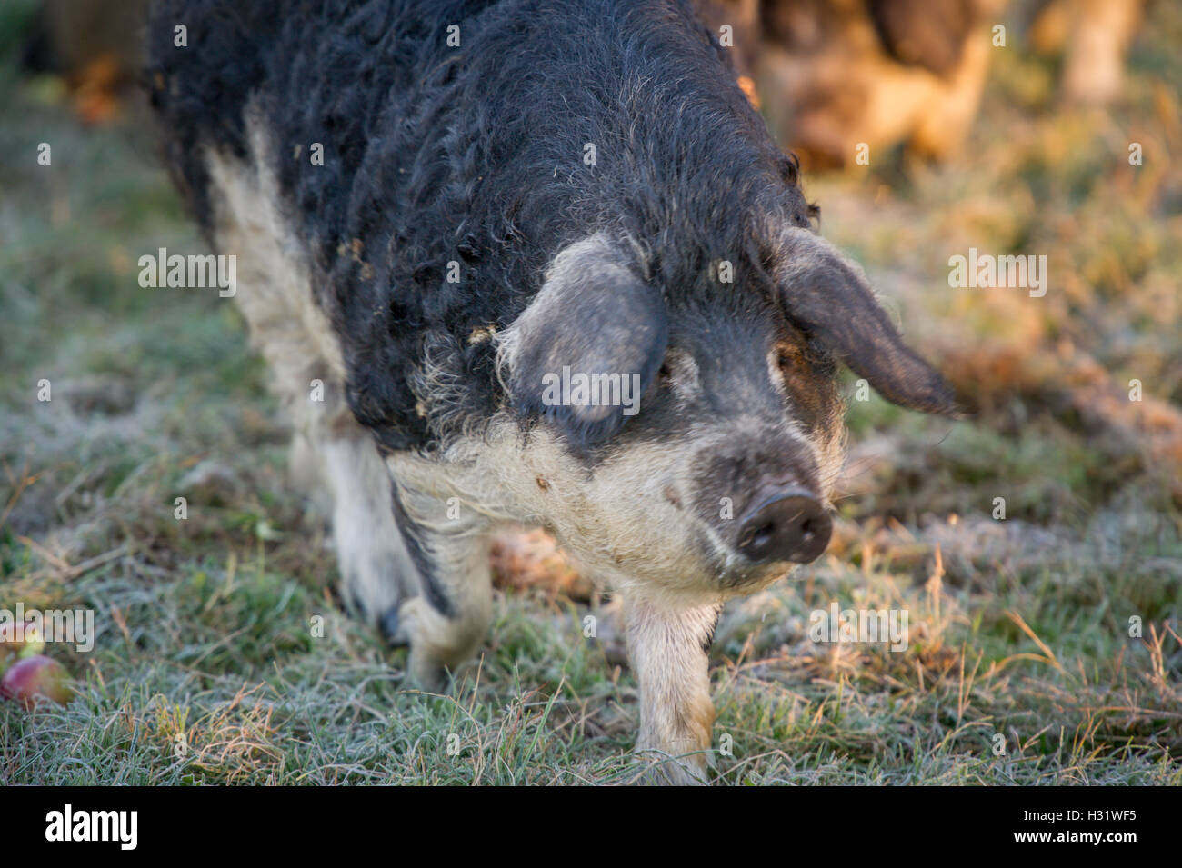 Mangalica-Schweine auf einem Bauernhof in Freeport, Maine. Stockfoto