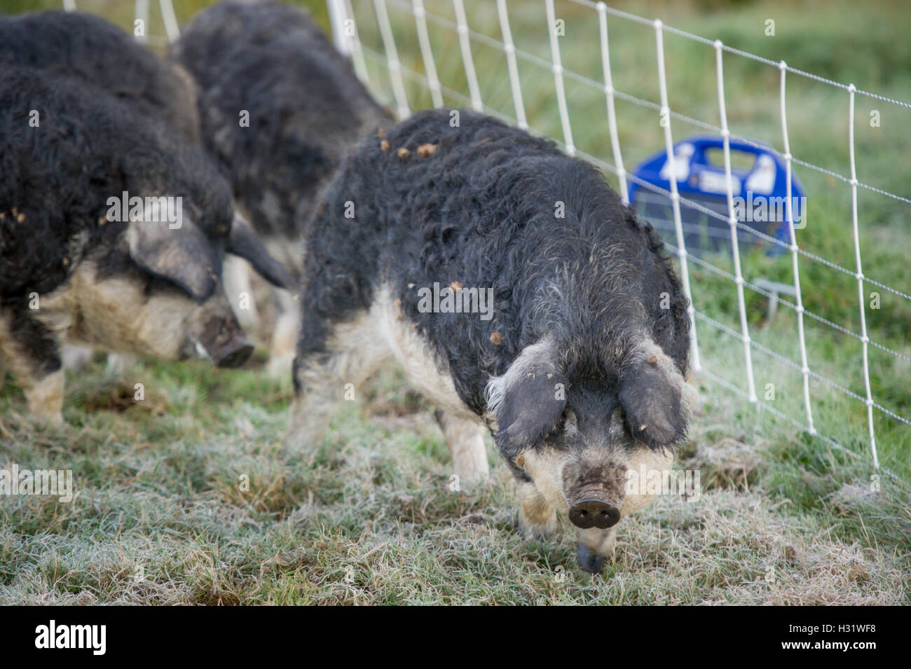 Mangalica-Schweine auf einem Bauernhof in Freeport, Maine. Stockfoto