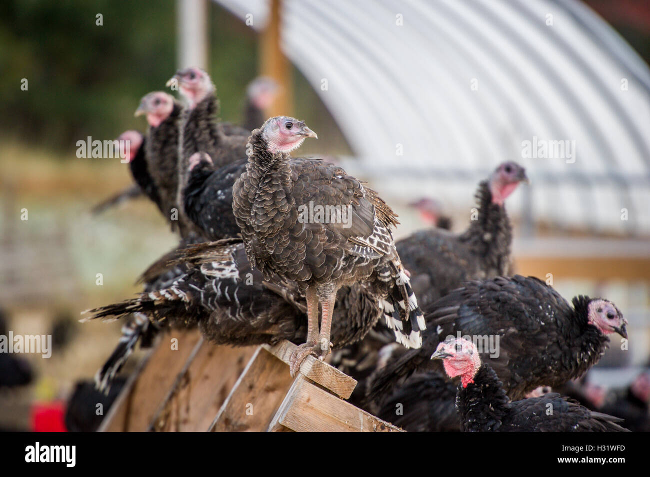 Truthühner (Meleagris) auf einem Bauernhof in Freeport, Maine. Stockfoto