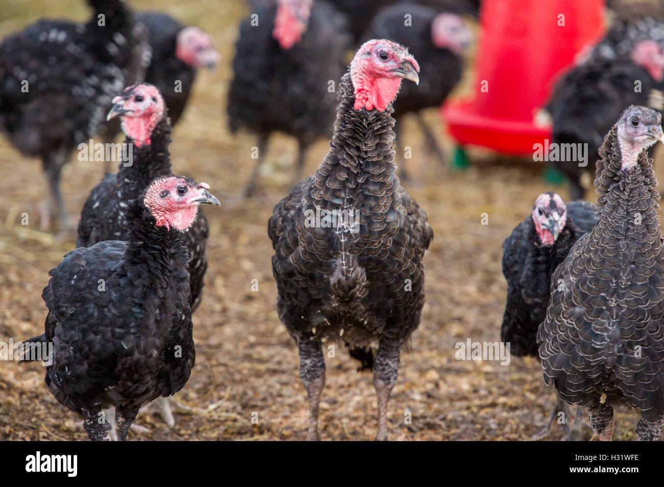 Truthühner (Meleagris) auf einem Bauernhof in Freeport, Maine. Stockfoto