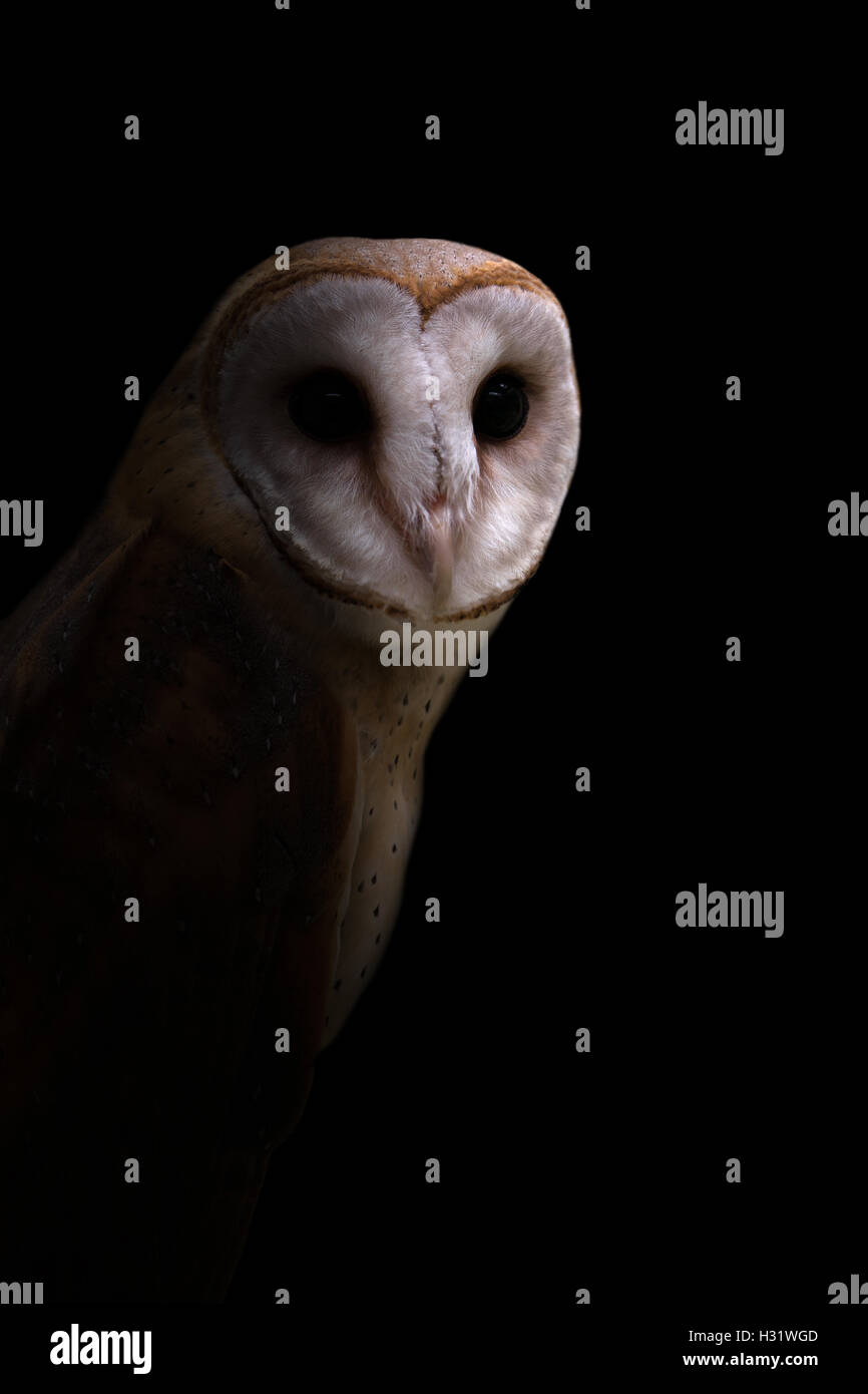 gemeinsamen Schleiereule (Tyto Alba) in der Dunkelheit Stockfoto