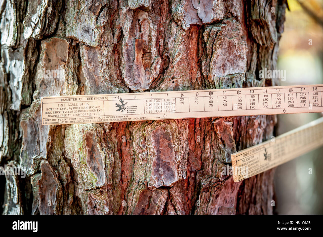 Einen Baum Skala Stock einen Baum im Wald zu messen Stockfotografie Alamy