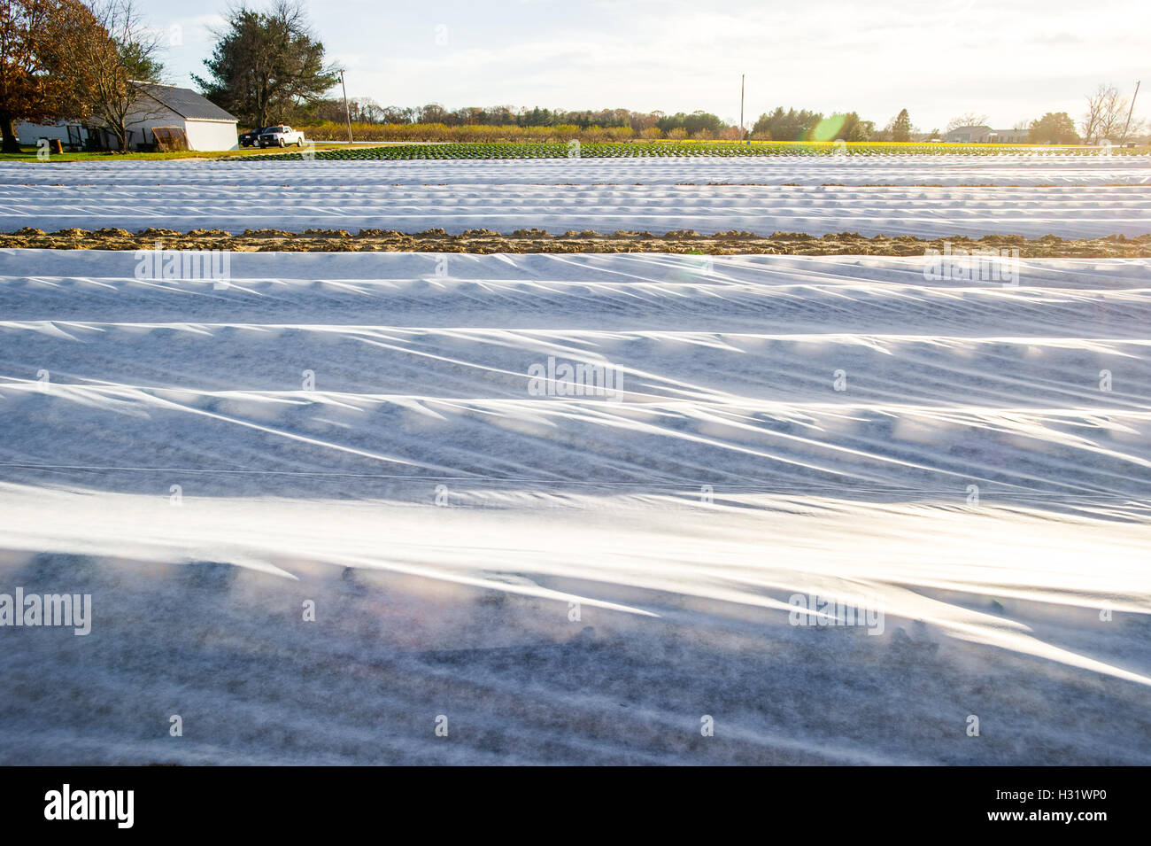 Decke über Erdbeeren ernten auf einer Farm in Maryland. Stockfoto